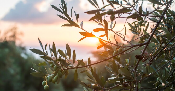 Accelerated Resolution Therapy